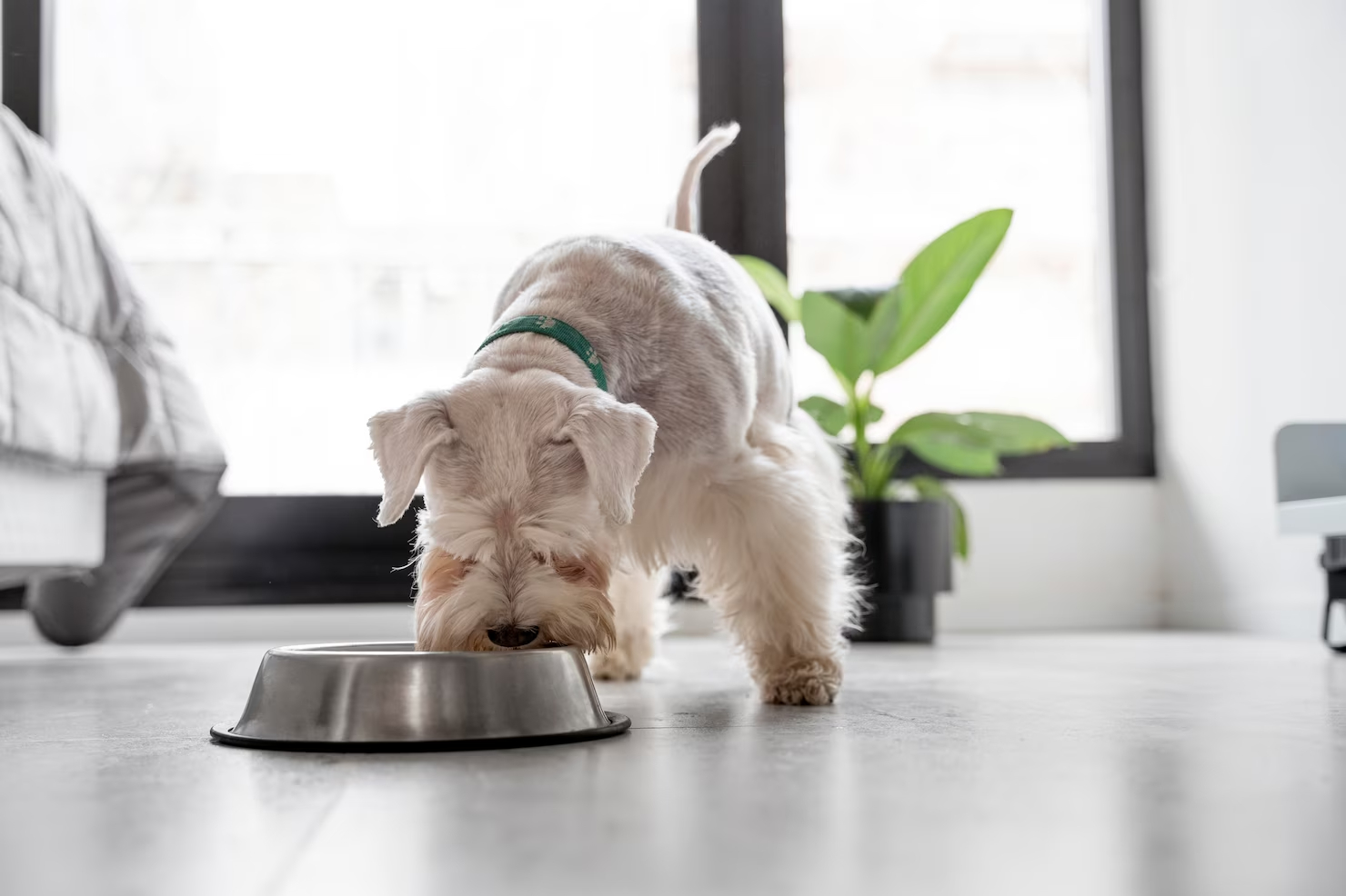 How to Keep Your Dogs Bowls Clean and Why