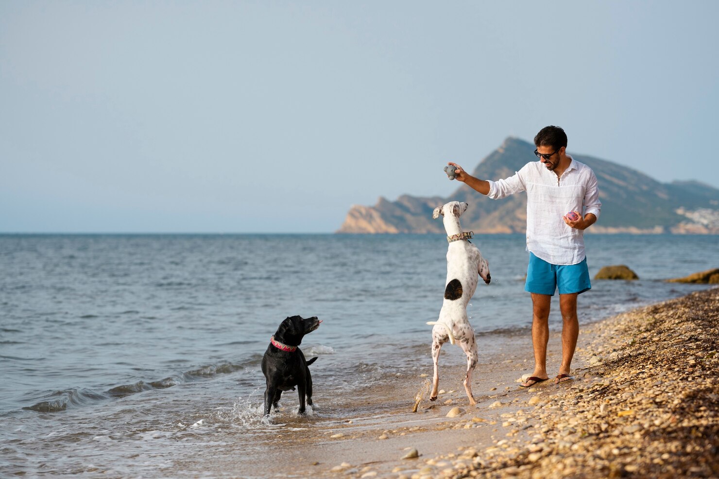dog having fun beach