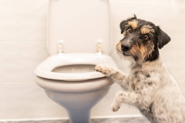 Why Dogs Eat Poop and Ways to Help Prevent It