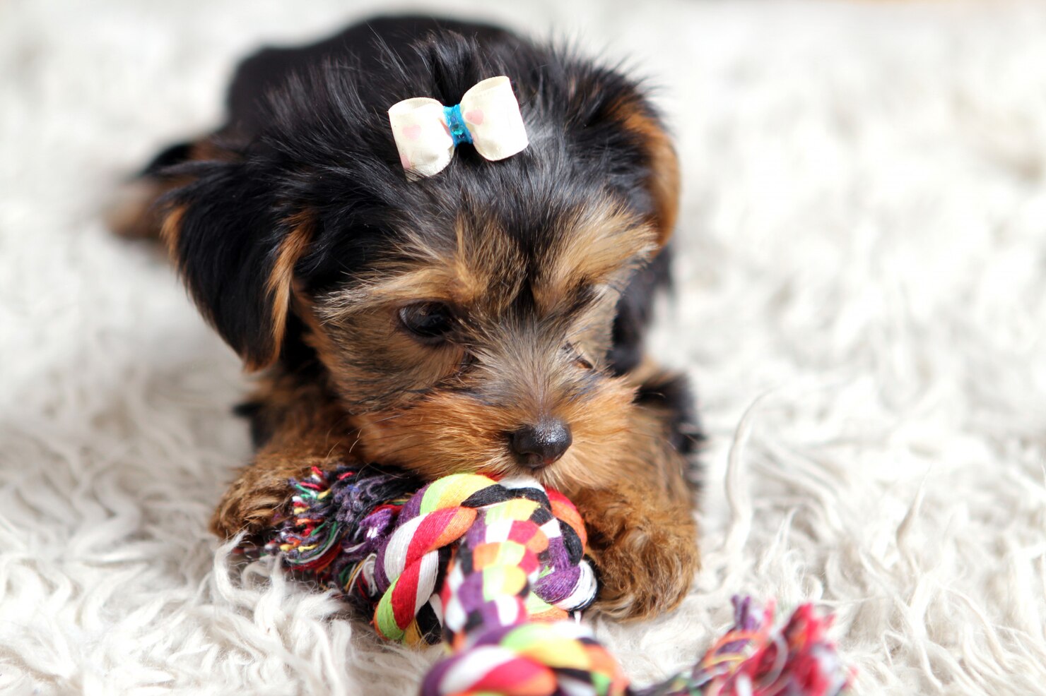 little cute puppy home 144627 10942