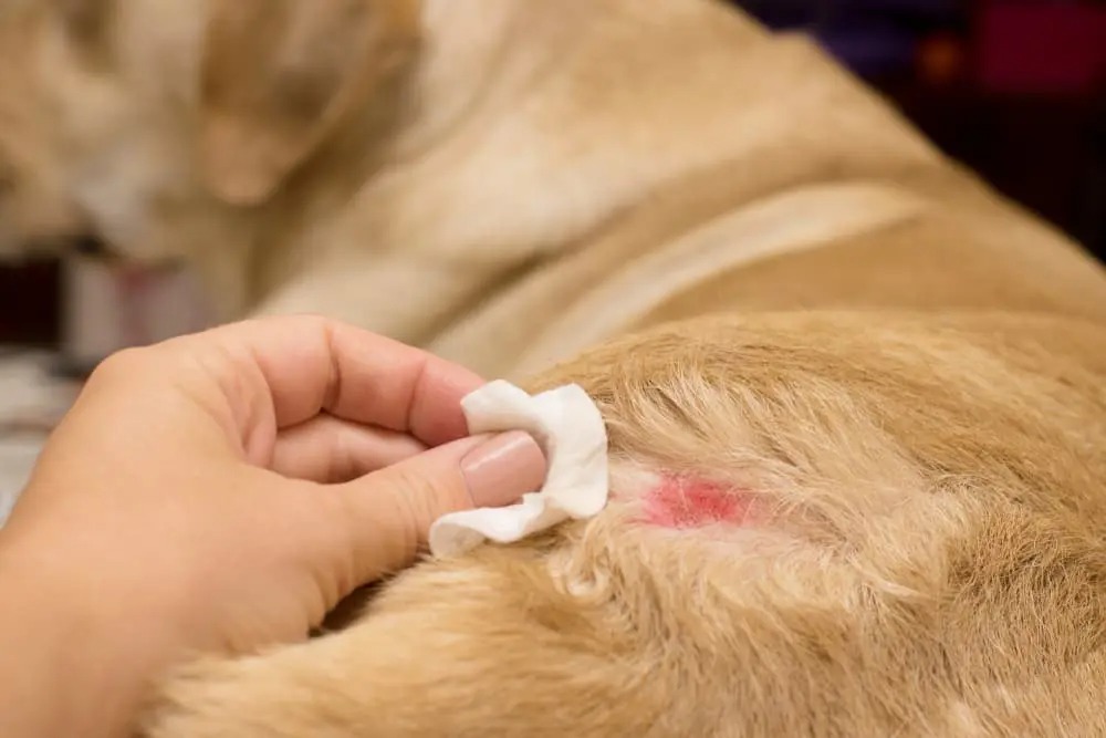Combating Canine Hotspots: A Guide to Prevention and Care
