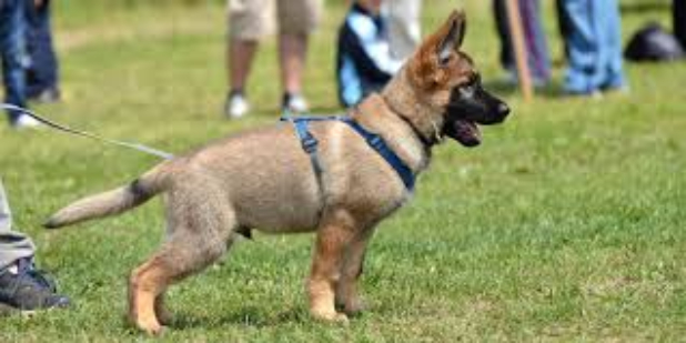 Master Puppy & Dog Training 101