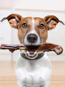 Beef Bully Stick Natural Dog Treats Jack Russell